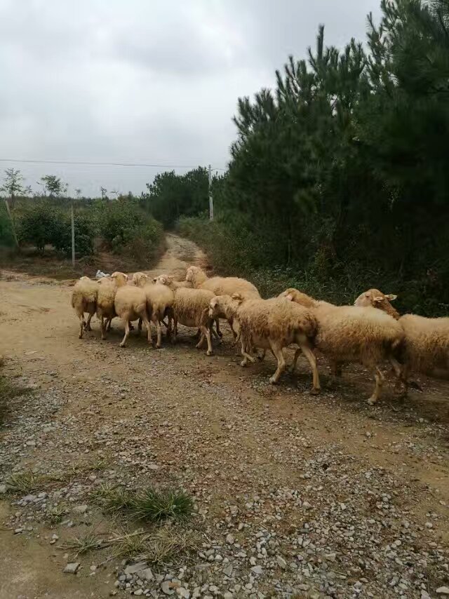 散步.jpg