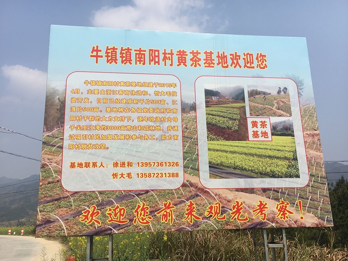 黄茶基地.jpg