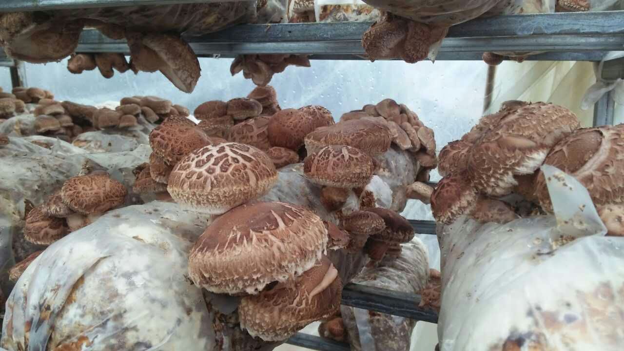 鲜菇上市1.jpg